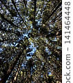 Looking up at the forest and the silhouettes of the trees 141464448