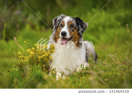 Beautiful blue merle Australian Shepherd lies relaxed in lush green grass with blooming yellow wildflowers. Active herding dog breeds like Border Collie or Collie make energetic family pets. 141464539