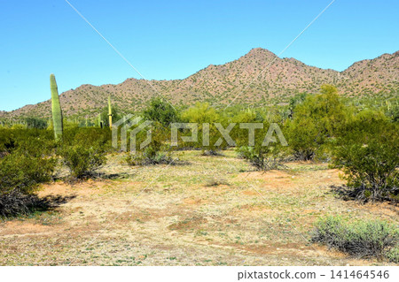 Old Saguaro Cactus Sonora desert Arizona Old Saguaro Cactus Sonora desert Arizona 141464546