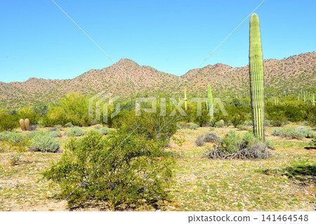 Old Saguaro Cactus Sonora desert Arizona Old Saguaro Cactus Sonora desert Arizona 141464548