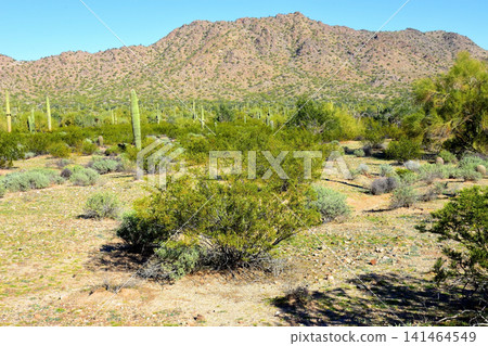 Old Saguaro Cactus Sonora desert Arizona Old Saguaro Cactus Sonora desert Arizona 141464549