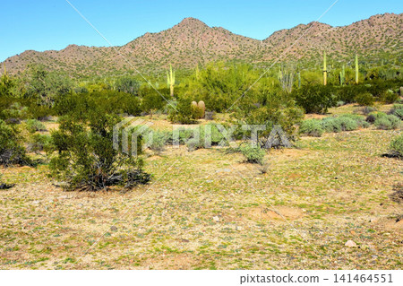 Old Saguaro Cactus Sonora desert Arizona Old Saguaro Cactus Sonora desert Arizona 141464551