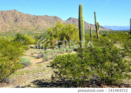Old Saguaro Cactus Sonora desert Arizona Old Saguaro Cactus Sonora desert Arizona 141464552