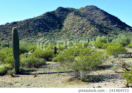 Old Saguaro Cactus Sonora desert Arizona Old Saguaro Cactus Sonora desert Arizona 141464553
