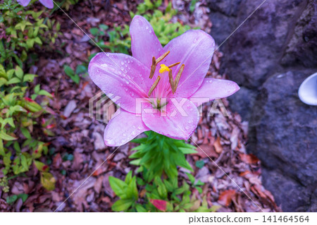 Pink lilies blooming by the roadside in the rain 141464564