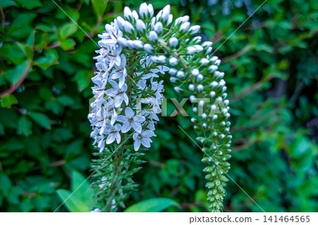 White flowers of Okatrano 141464565