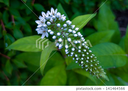 White flowers of Okatrano White flowers of Okatrano 141464566