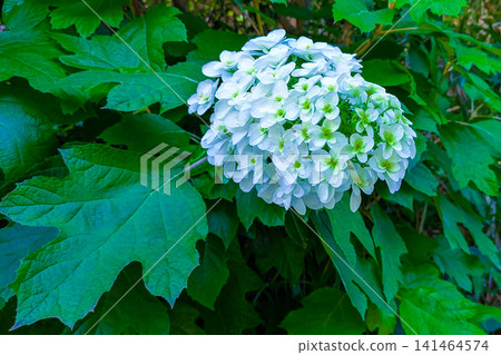 White flower of Porcupine horse mackerel 141464574