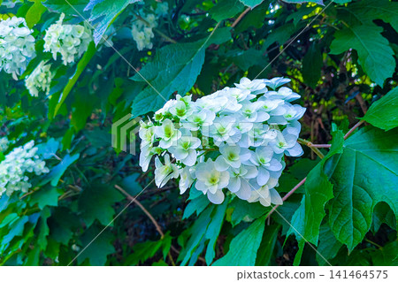 White flower of Porcupine horse mackerel 141464575