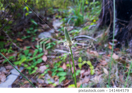 Hella octopus flowers Hella octopus flowers 141464579