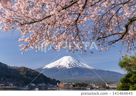春日美景:河口湖畔和富士山上櫻花盛開。 春日美景:河口湖畔和富士山上櫻花盛開。 141464645