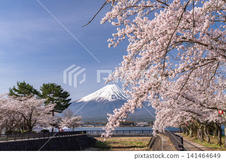 春日美景:河口湖畔和富士山上櫻花盛開。 春日美景:河口湖畔和富士山上櫻花盛開。 141464649