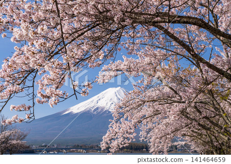 春日美景:河口湖畔和富士山上櫻花盛開。 春日美景:河口湖畔和富士山上櫻花盛開。 141464659