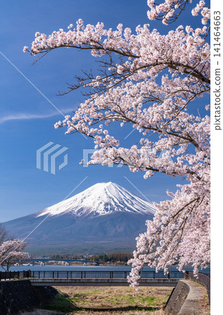 春日美景:河口湖畔和富士山上櫻花盛開。 春日美景:河口湖畔和富士山上櫻花盛開。 141464663