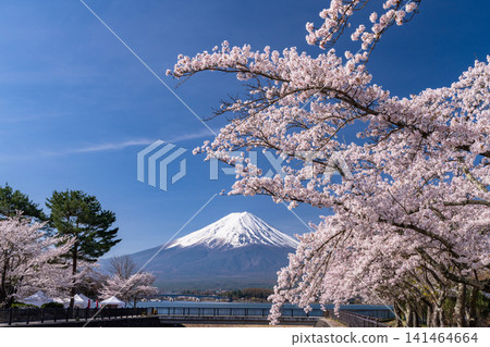 春日美景:河口湖畔和富士山上櫻花盛開。 春日美景:河口湖畔和富士山上櫻花盛開。 141464664