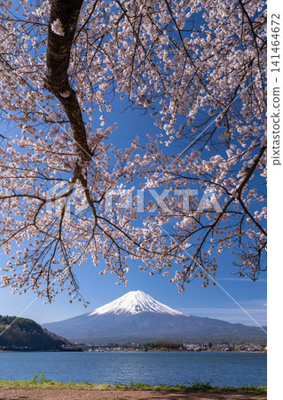 春日美景:河口湖畔和富士山上櫻花盛開。 春日美景:河口湖畔和富士山上櫻花盛開。 141464672