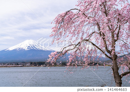 春日美景:河口湖畔和富士山上櫻花盛開。 春日美景:河口湖畔和富士山上櫻花盛開。 141464683