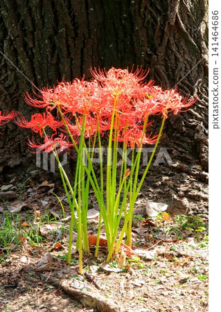 red spider lily red spider lily 141464686
