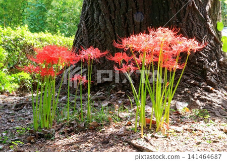 希根花的風景 希根花的風景 141464687