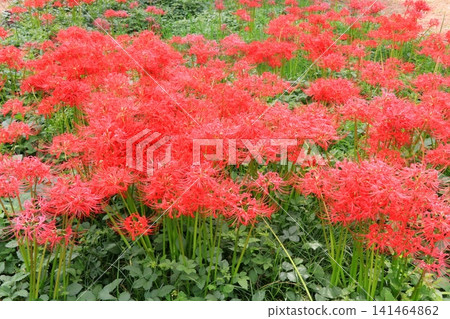 cluster spider lilies growing in clusters cluster spider lilies growing in clusters 141464862