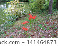 Cluster amaryllis blooming in a stream 141464873