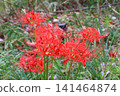 Autumnal spider lilies 141464874