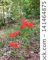 Cluster amaryllis blooming in the forest 141464875