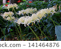White cluster amaryllis 141464876