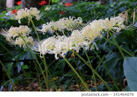 White cluster amaryllis White cluster amaryllis 141464876