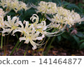 White cluster amaryllis 141464877