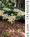 White cluster amaryllis 141464878