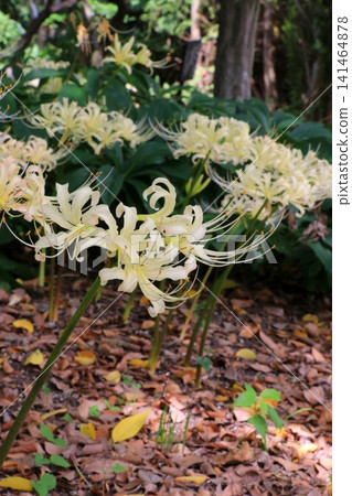 White cluster amaryllis White cluster amaryllis 141464878
