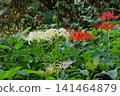White cluster amaryllis 141464879