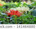 White cluster amaryllis 141464880