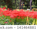 Cluster amaryllis blooming in the forest 141464881