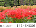red spider lily 141464886