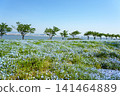 A vast field of nemophila flowers in full bloom stretches towards the blue sky, overlooking the sea. 141464889
