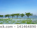 A vast field of nemophila flowers in full bloom stretches towards the blue sky, overlooking the sea. 141464890
