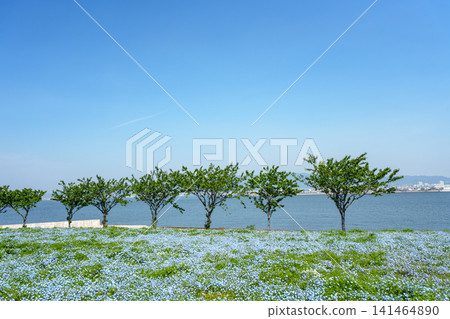 A vast field of nemophila flowers in full bloom stretches towards the blue sky, overlooking the sea. A vast field of nemophila flowers in full bloom stretches towards the blue sky, overlooking the sea. 141464890
