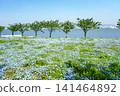 A vast field of nemophila flowers in full bloom stretches towards the blue sky, overlooking the sea. 141464892