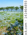 A vast field of nemophila flowers in full bloom stretches towards the blue sky, overlooking the sea. 141464893