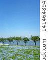 A vast field of nemophila flowers in full bloom stretches towards the blue sky, overlooking the sea. 141464894