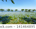A vast field of nemophila flowers in full bloom stretches towards the blue sky, overlooking the sea. 141464895
