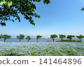 A vast field of nemophila flowers in full bloom stretches towards the blue sky, overlooking the sea. 141464896