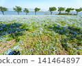 A vast field of nemophila flowers in full bloom stretches towards the blue sky, overlooking the sea. 141464897