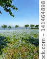 A vast field of nemophila flowers in full bloom stretches towards the blue sky, overlooking the sea. 141464898