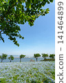 A vast field of nemophila flowers in full bloom stretches towards the blue sky, overlooking the sea. 141464899