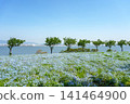 A vast field of nemophila flowers in full bloom stretches towards the blue sky, overlooking the sea. 141464900