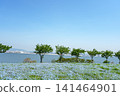 A vast field of nemophila flowers in full bloom stretches towards the blue sky, overlooking the sea. 141464901