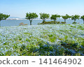A vast field of nemophila flowers in full bloom stretches towards the blue sky, overlooking the sea. 141464902